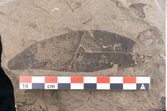 Foto (Detailansicht) von Diospyros sagoriana Ettingshausen (NHMW-GEO-2024-0188-8016)